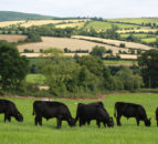 Farming orgs welcome Windsor Framework but raise concerns