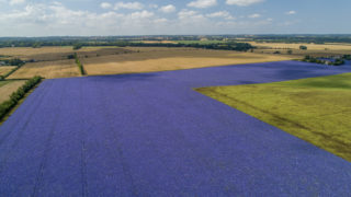 306ac of Grade 1 land on the market in Kent