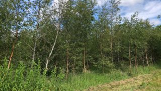 Final call for applications for DAERA forestry schemes