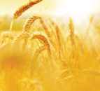 First grain shipment from Ukraine passes inspection in Turkey