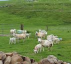 Flock management – output per labour unit