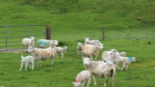 Flock management – output per labour unit