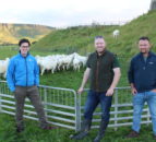 Sheep Ireland – sustainable genetic gain