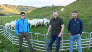 Sheep Ireland – sustainable genetic gain