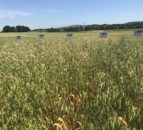 Teagasc Oak Park to host ‘Healthy Oats’ trials visit