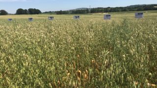 Teagasc Oak Park to host ‘Healthy Oats’ trials visit