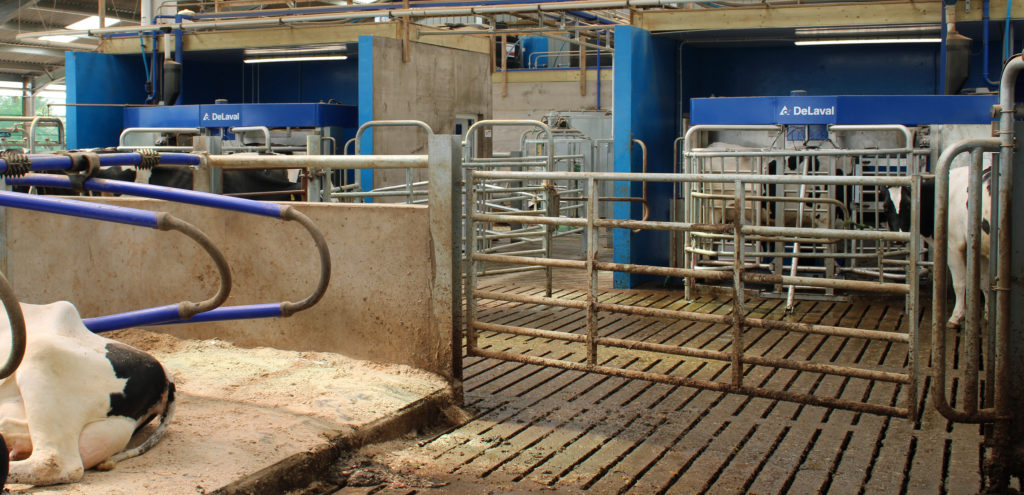 dairy robots