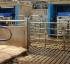 Scottish farm to host open day for dairy robots viewing