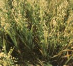 Winter oat varieties perform well in AHDB trials