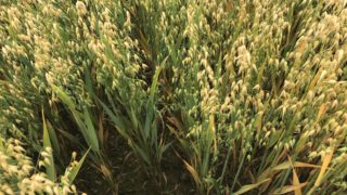 Winter oat varieties perform well in AHDB trials