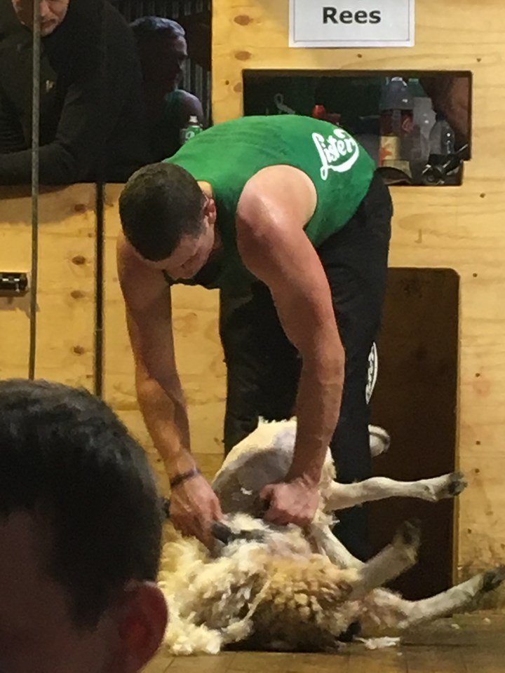 shearing