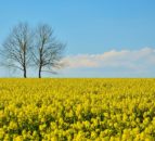 'Dramatic decline' in cereals and oilseed rape planted this year - AHDB