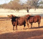 Farming with Dexter cattle in the African desert