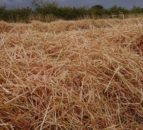 Pink straw – could your eyes be deceiving you?