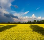 IGFA welcomes resumption of grain exports from ports in Ukraine