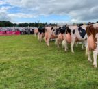 Baileys cow champion title goes to Co. Down