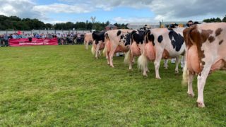 Baileys cow champion title goes to Co. Down