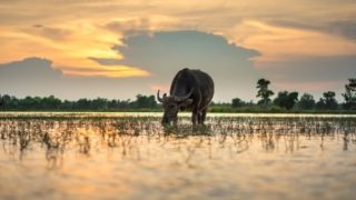 Community-led solutions to tackle global food and climate crisis