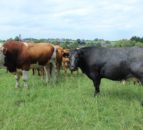 CAFRE farm walk in Enniskillen to focus on EFS