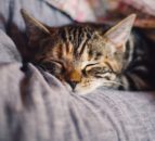 BVA survey reveals 24% of cats are not having welfare needs met