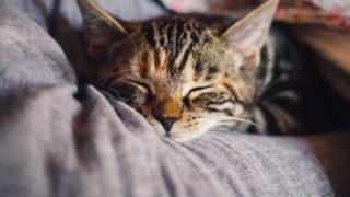 BVA survey reveals 24% of cats are not having welfare needs met