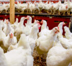 Bird flu detected in third poultry farm in Watton