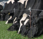 GDT price index continues on downward trajectory