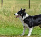 Defra: New rules for pet imports from high-risk countries