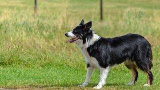 British vets call for stricter dog import rules amid health concerns