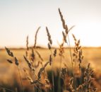 Wheat: Latest variety-based trial results from AHDB