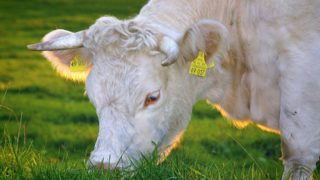 USDA to provide €300m to US farmers to transition to organic