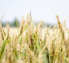 FAO: Cereals and vegetable oils drive down food price index