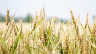 FAO: Cereals and vegetable oils drive down food price index