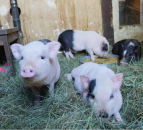 Thousands of people being ‘catfished’ by ‘teacup’ pigs
