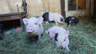 Thousands of people being ‘catfished’ by ‘teacup’ pigs