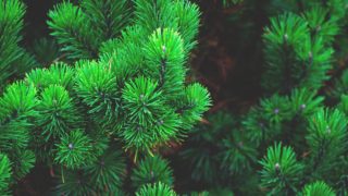 Monocultures of conifers can be more resilient to spring drought – study