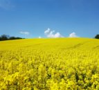Oilseed rape not a solution to soil compaction problems