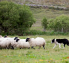Sheepdog trials to return in person and on livestream