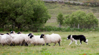 Sheepdog trials to return in person and on livestream