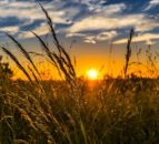 Corn dominates agricultural exports from Ukraine