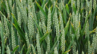 AHDB: Crop planting update for wheat, barley and oilseed rape