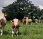 Anglesey farmers to be advised on TB measures