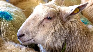 English sheep flock on the rise