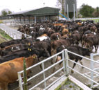 Time to BCS your spring-calving cows