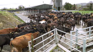 Time to BCS your spring-calving cows
