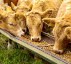 Animal welfare laws threatened by new bill - RSPCA