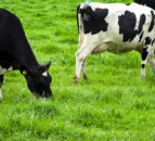 Cause of death of 100 cows in Jersey most likely botulism