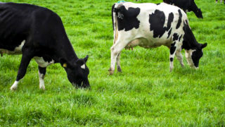 Study: 64% of farmers now use antimicrobials differently