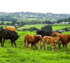 Edwin Poots lays out future for farm support in Northern Ireland