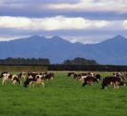 Fonterra to retain Australian business amid 'strong' annual results